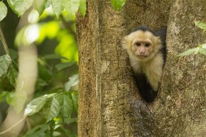 Hotel-Cristal-Ballena Hotel Cristal Ballena - Enchanting Hotels