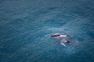 Whale Hotel Cristal Ballena - Enchanting Hotels