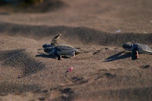 The best Hotel in Tortuguero Costa Rica